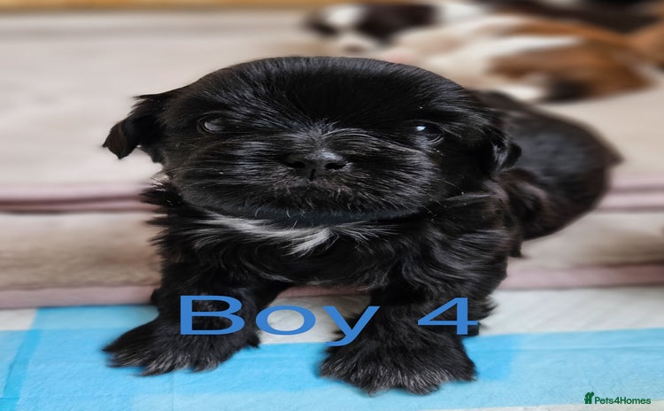 Shih Tzu dogs - Advert 3