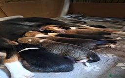 Mixed Breed dogs for sale: Beautiful collie x kelpie puppies  - Image 8