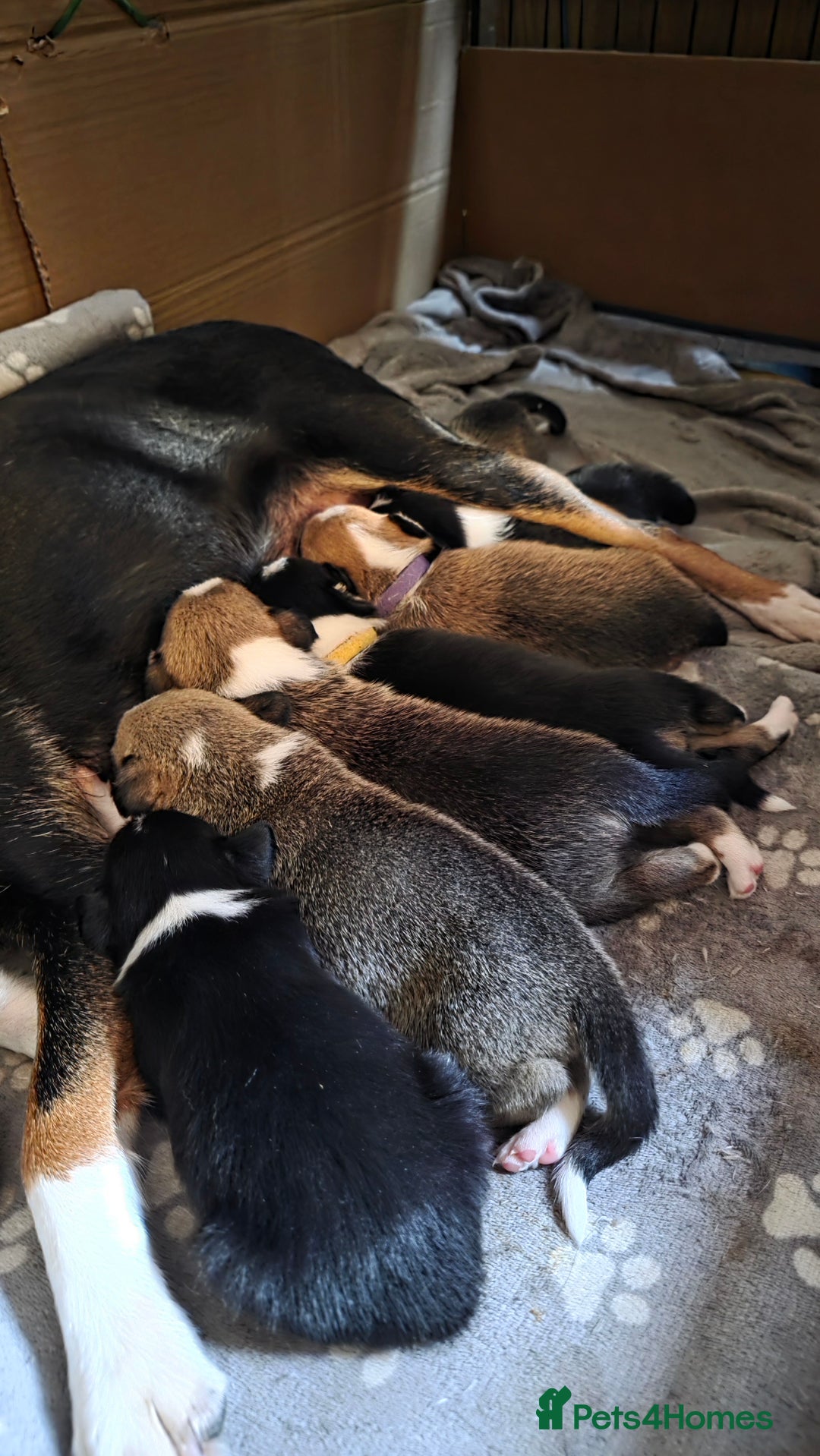 Mixed Breed dogs for sale: Beautiful collie x kelpie puppies  - Image 8