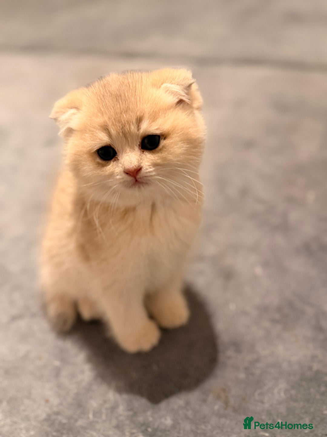 Scottish Fold cats for sale: six purebred Scottish kittens — all female,  - Advert 13