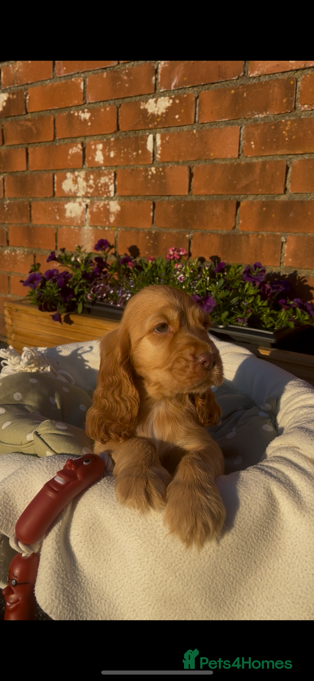 Cocker Spaniel dogs for sale: 🌟Gorgeous 100% show type cocker spaniel puppies🌟 - Image 11