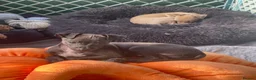 Italian Greyhound dogs for sale: 🐾✨Gorgeous KC Italian greyhound licensed breeder  - Advert 24