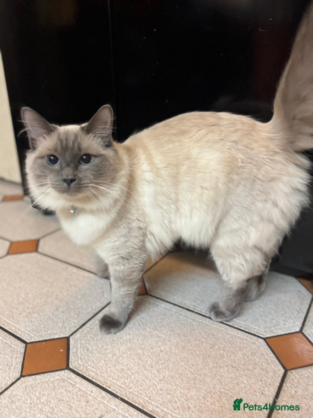 Ragdoll cats for sale: 6month old Ragdoll - Advert 2