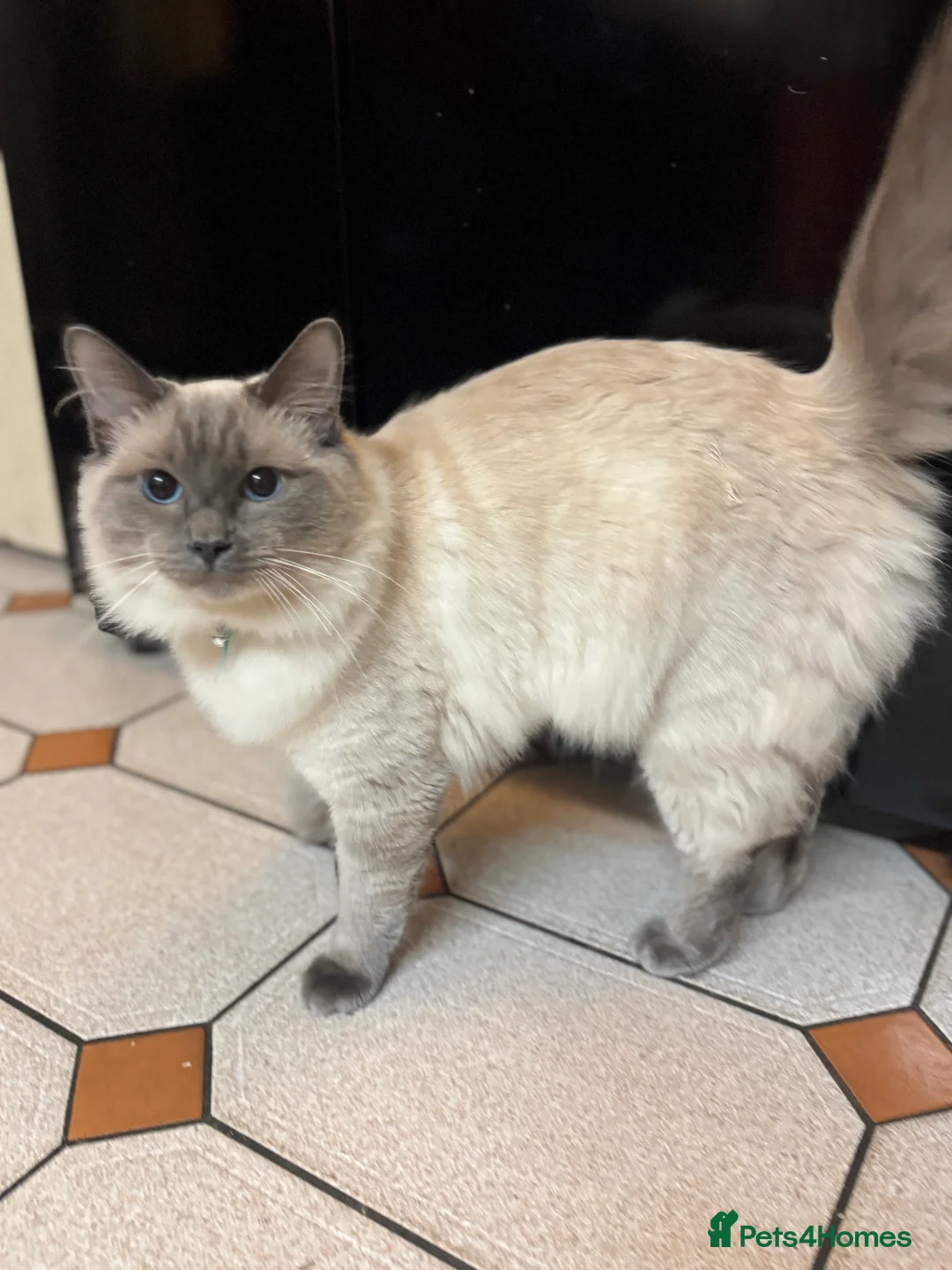 Ragdoll cats for sale: 6month old Ragdoll - Advert 2