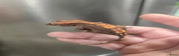 Gecko reptiles for sale: Flame partial pin Crested Gecko - Advert 2