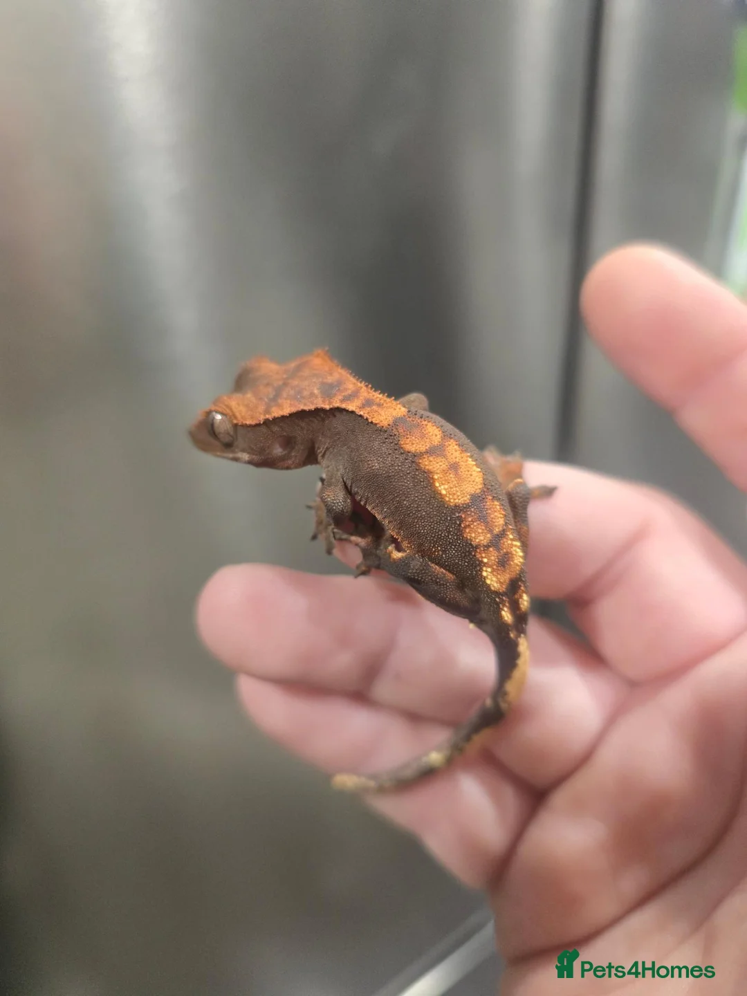 Gecko reptiles for sale: Flame partial pin Crested Gecko - Advert 2