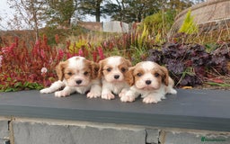Cavalier King Charles Spaniel dogs for sale: Super cute KC blenheim pups, health tested parents - Image 8
