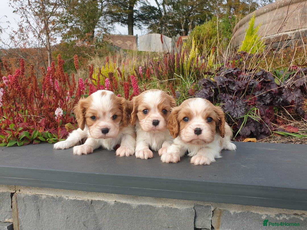 Cavalier King Charles Spaniel dogs for sale: Super cute KC blenheim pups, health tested parents - Image 8
