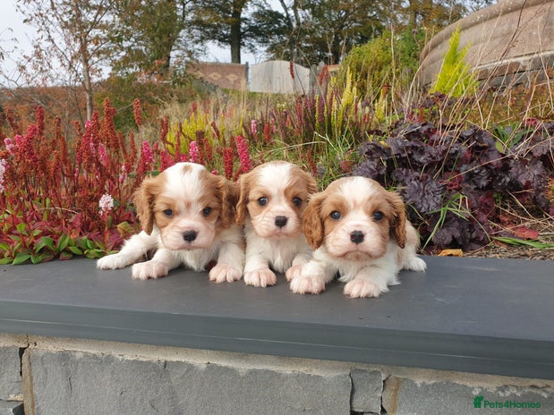 Cavalier King Charles Spaniel dogs - Advert 9