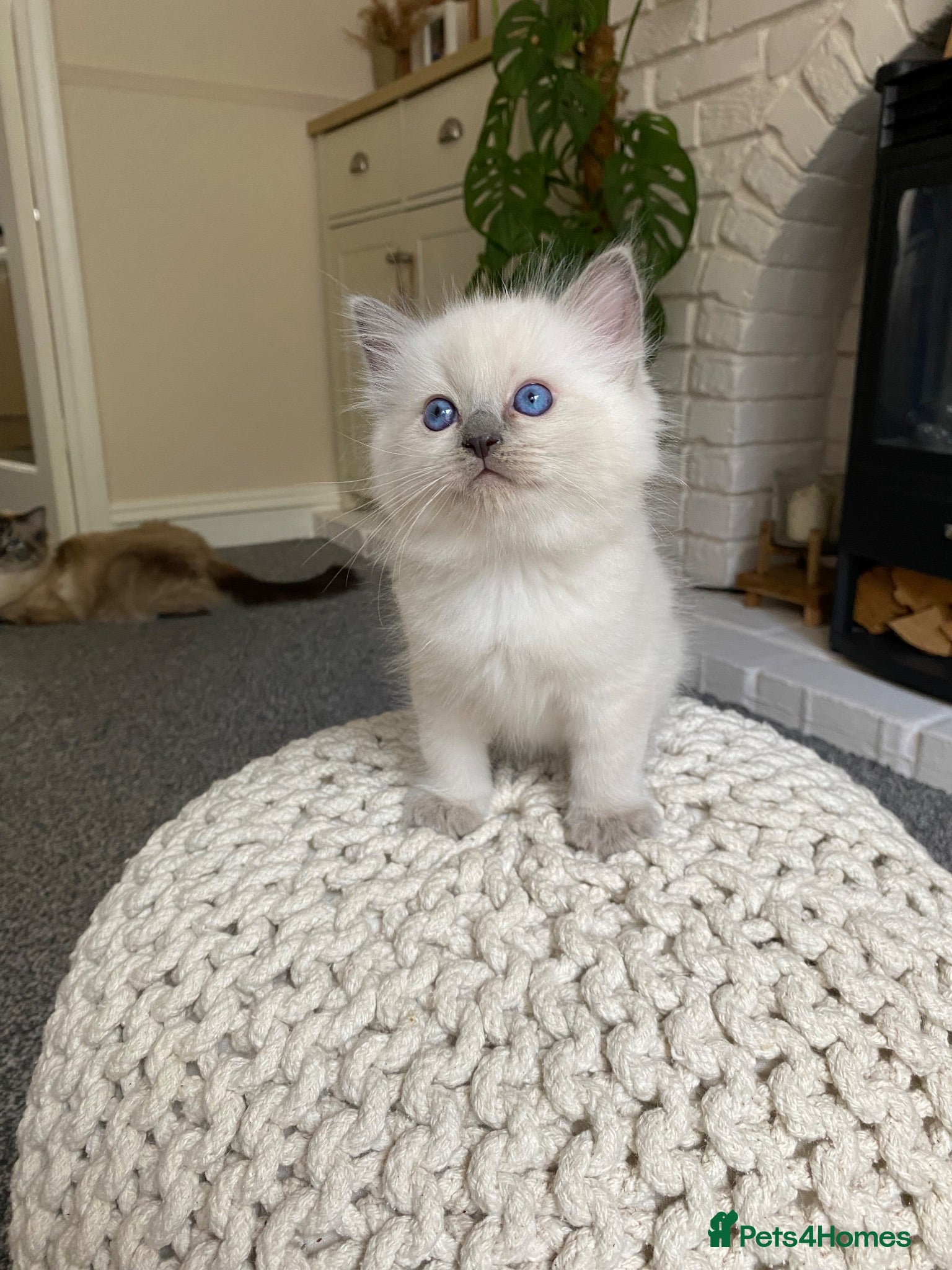 Ragdoll cats Pure ragdoll kittens - Advert 14