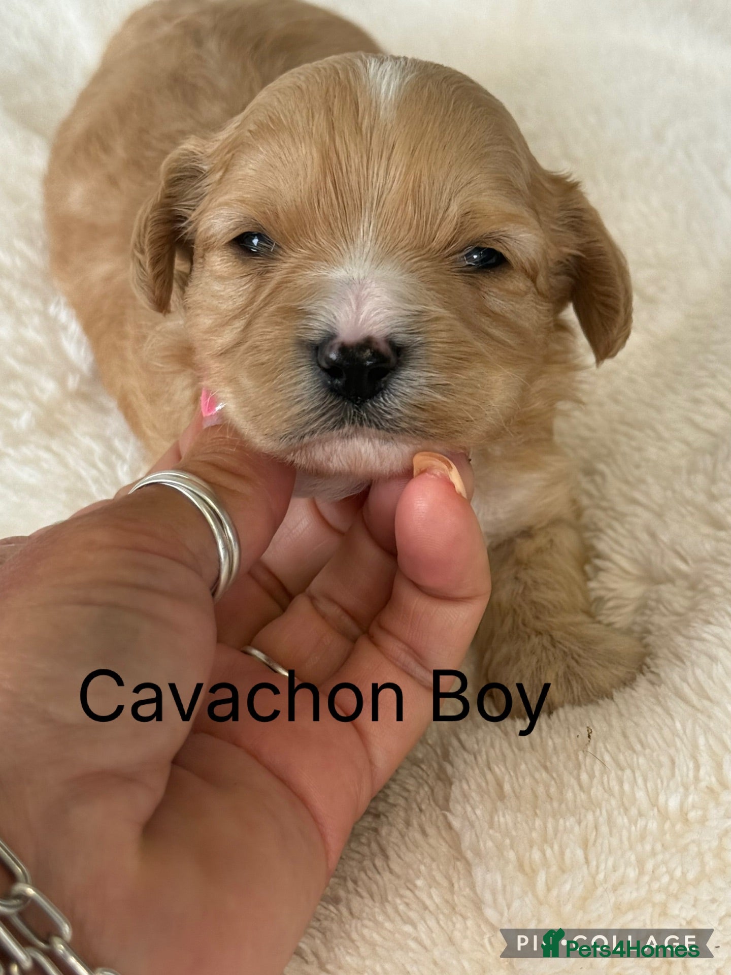Cavachon dogs Gorgeous Boy Cavachon  - Advert 1