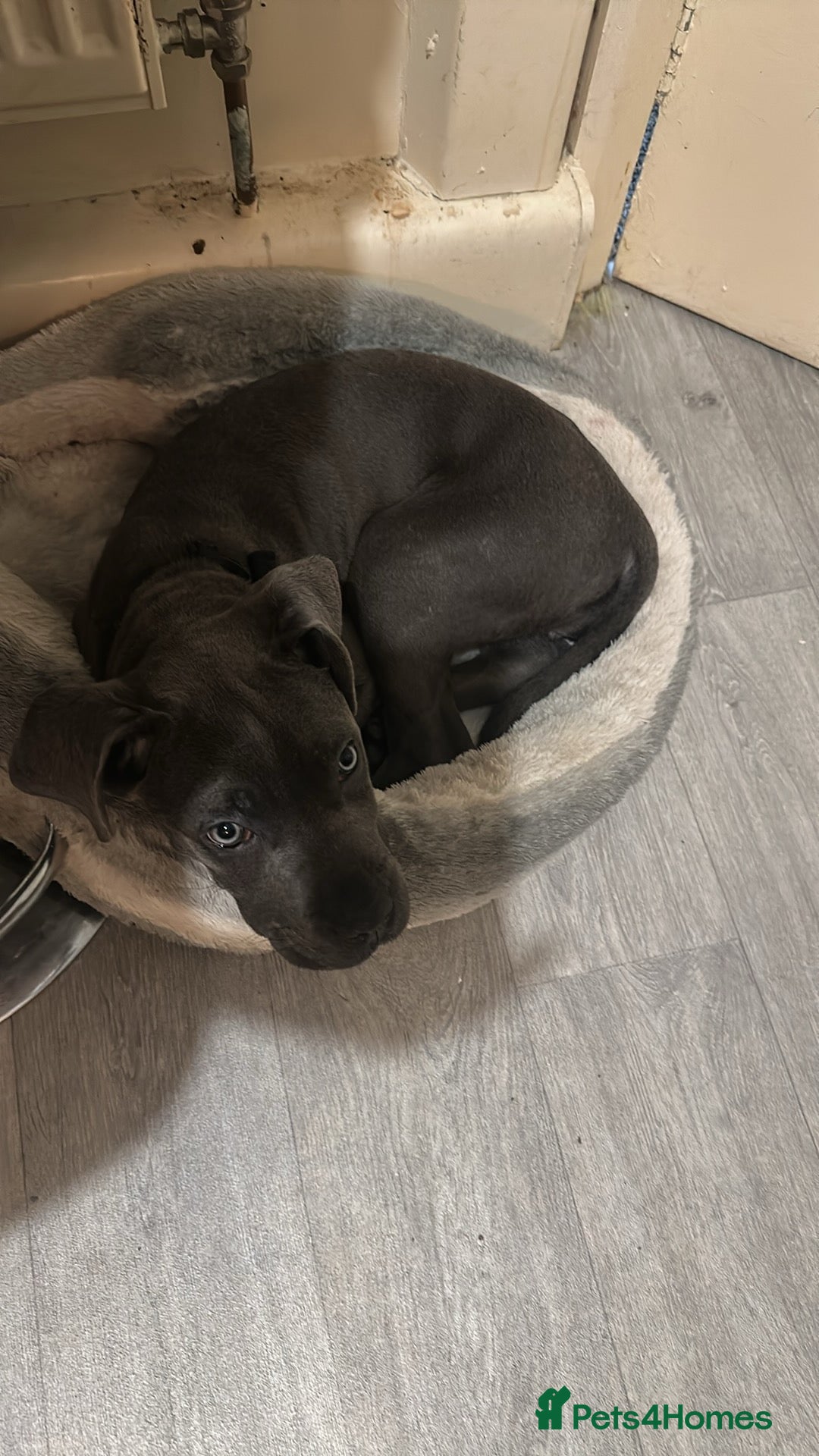 Cane Corso dogs for sale: For sale cane corsa - Advert 4