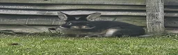 Rex rabbits for sale: Male black otter-rex bunny in Reading - Advert 3