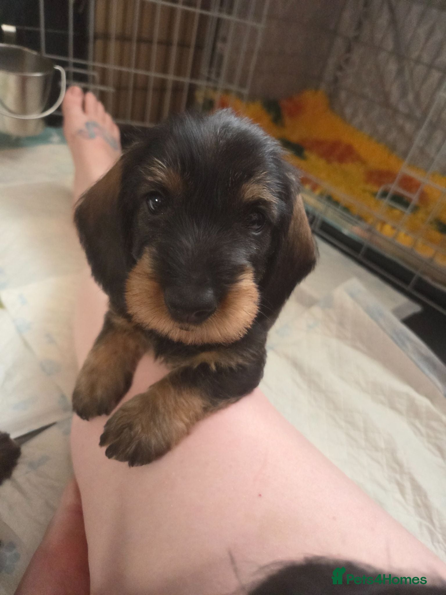 Dachshund dogs KC Fully health tested Wirehaired Dachshunds - Advert 11