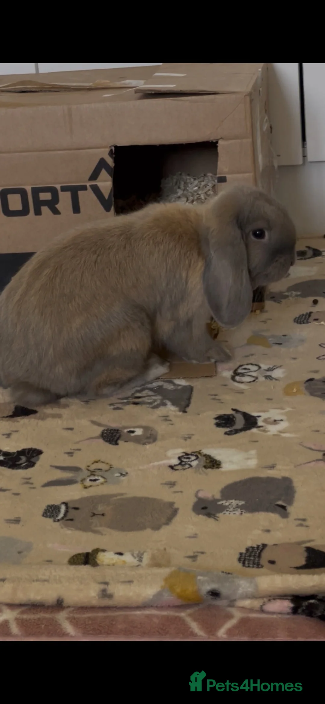 English Lop rabbits for sale: Indoor Show Bunny - Advert 2