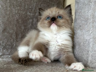 Ragdoll cats - Advert 3