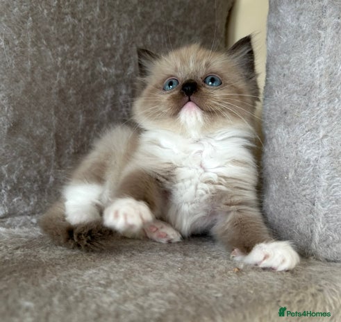 Ragdoll cats - Advert 3