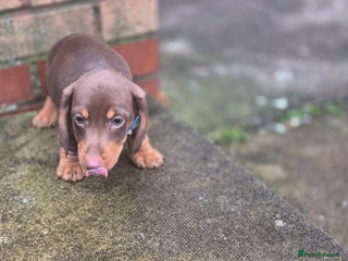 Dachshund dogs miniature dachshund READY - Advert 13