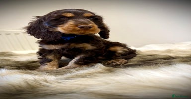 Cocker Spaniel dogs Show cockers champion bloodlines. simbawood lines. - Advert 9