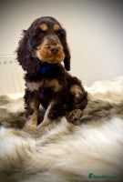 Cocker Spaniel dogs Show cockers champion bloodlines. simbawood lines. - Advert 10
