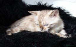 Bengal cats for sale: Stunning bengal kittens - Image 6