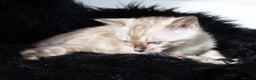 Bengal cats for sale: Stunning bengal kitten - Advert 3