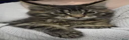 Maine Coon cats for sale: Gorgeous Champion Bloodline Maine Coon Kittens - Advert 12