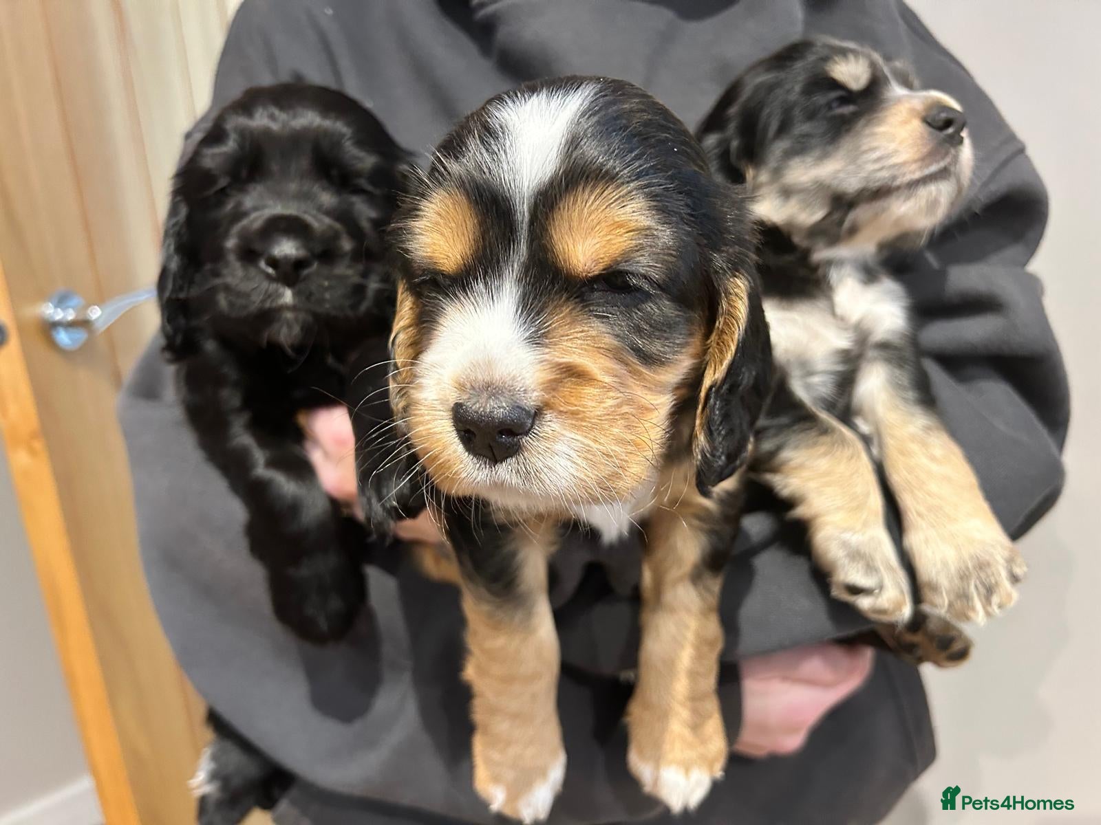 Cocker Spaniel dogs Beautiful KC Reg Cocker Spaniel Pups Family Raised - Advert 1