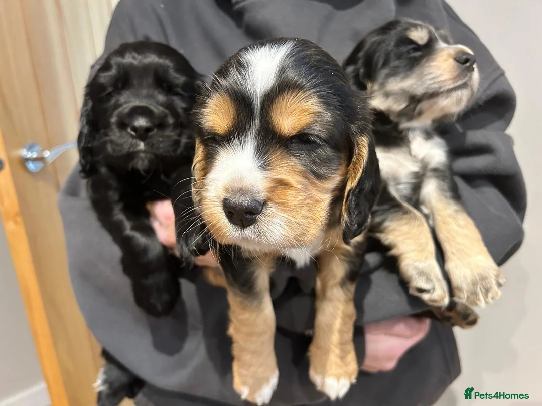 Cocker Spaniel dogs for sale: Beautiful KC Reg Cocker Spaniel Pups Family Raised in Ramsgate - Advert 1