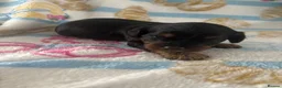 Cavapoo dogs for sale: F1 Toy phantom Cavapoos - Advert 18