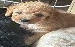 Australian Labradoodle dogs for sale: Labradoodle x Cockerpoo. Ready! Beautiful babies! - Image 2