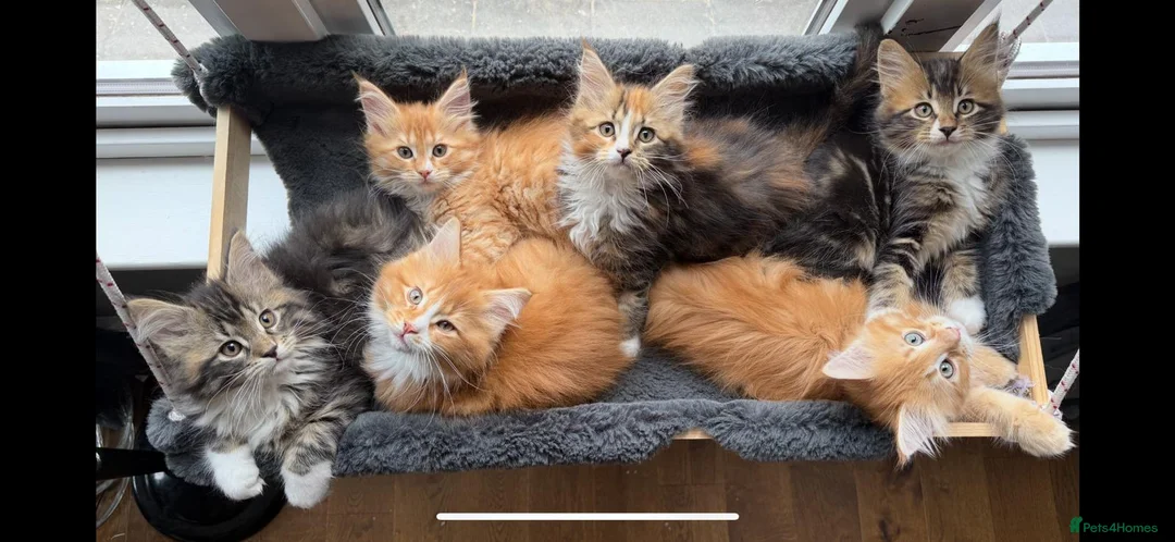 Maine Coon cats for stud: XXL Real Lion VITO 🦁 Massive Maine Coon in Hertford - Advert 7