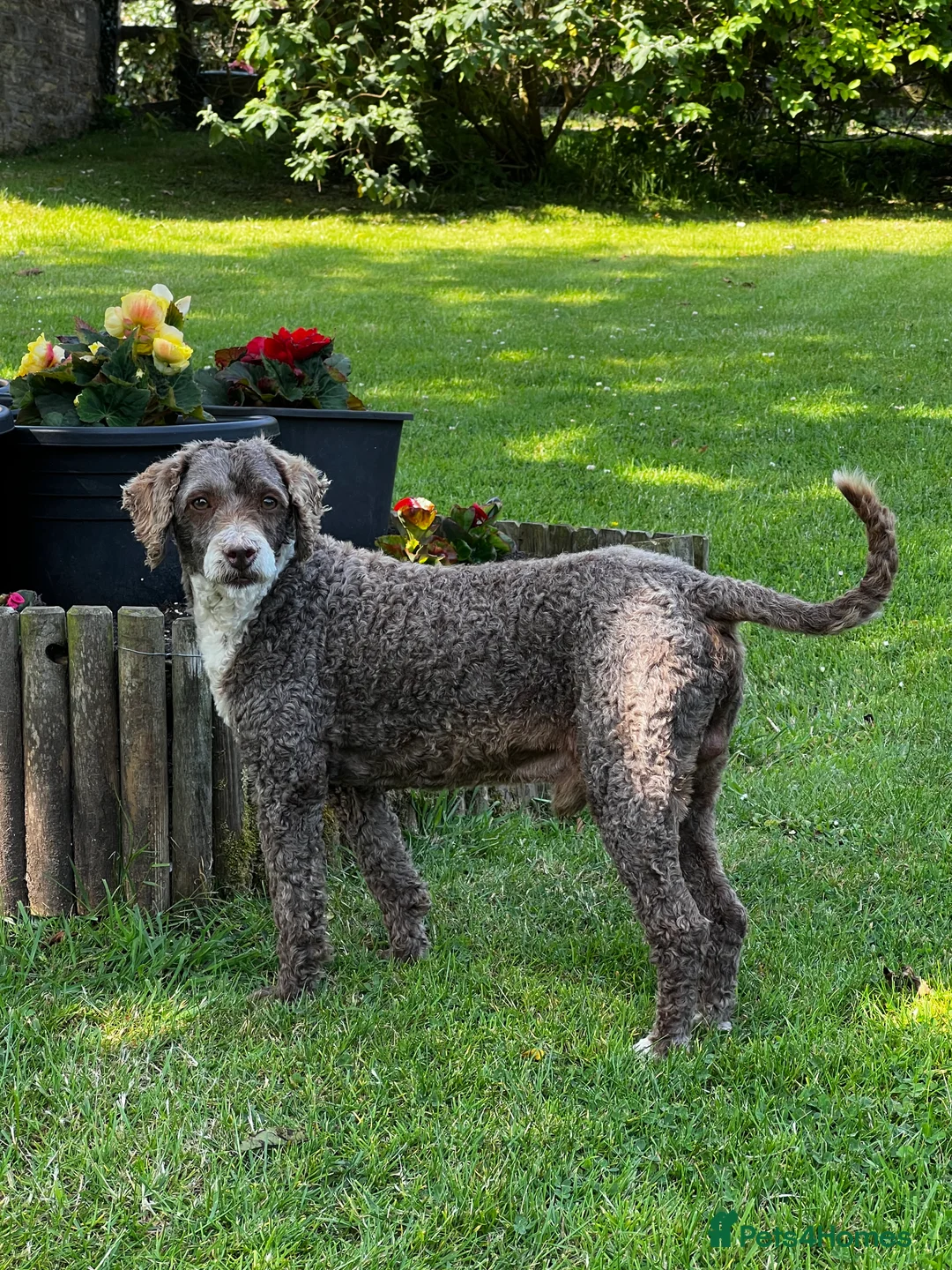 Miniature Poodle dogs for stud: Miniature Poodle KC Reg Fully DNA Health Tested  in Radstock - Advert 2