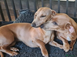 Miniature Dachshund dogs Two beautuful sisters. 1 1/2 years old in Peterborough - Advert 10