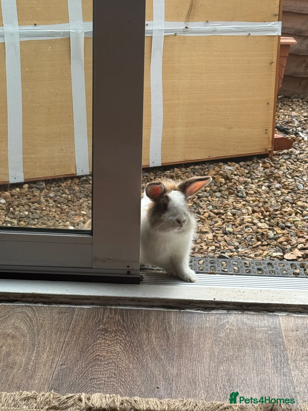 Mixed Breed rabbits for sale: Mix bread and ages of mini lops lion head  - Advert 8