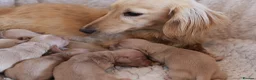 Miniature Dachshund dogs for sale: 5*Licensed+Cream+Long Hair+KC+VetChecked+PRAClear - Advert 26