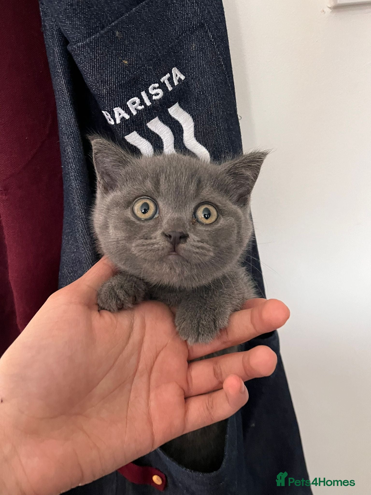 British Shorthair cats Last boy left Pedigree BSH fluff balls - Advert 4