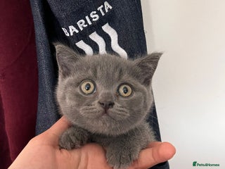 British Shorthair cats Last boy left Pedigree BSH fluff balls - Advert 9