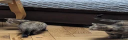 Toyger cats for sale: 3 Baby Toyger Kittens Looking For New Homes - Advert 6