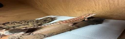 Bearded Dragon reptiles for sale: 💥💥💥Baby Dragons! WEEKEND SPECIAL £150 💥💥💥 - Advert 26
