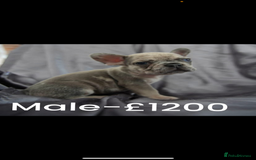 French Bulldog dogs for sale: LAST 3 PUPS AVAILABLE - Image 3