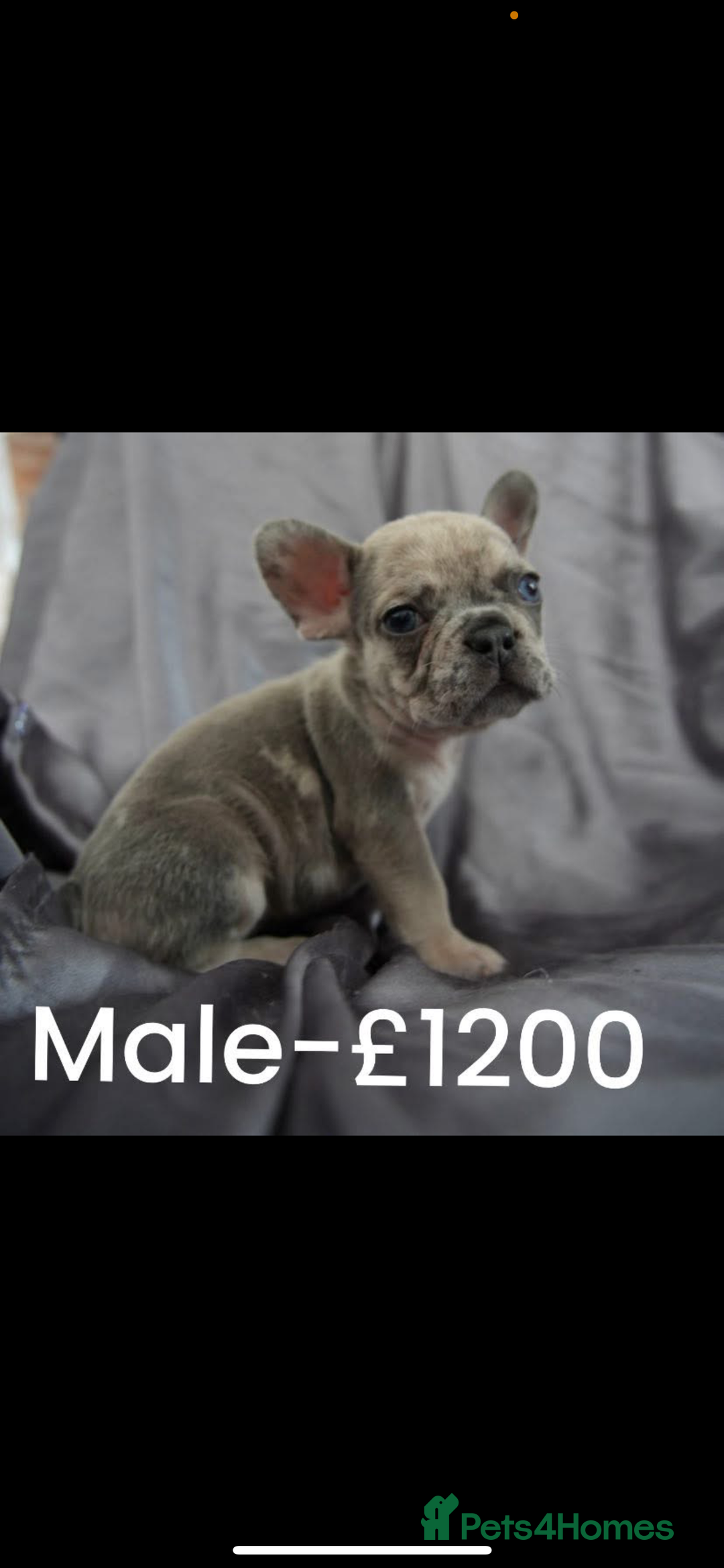 French Bulldog dogs for sale: LAST 3 PUPS AVAILABLE - Image 3