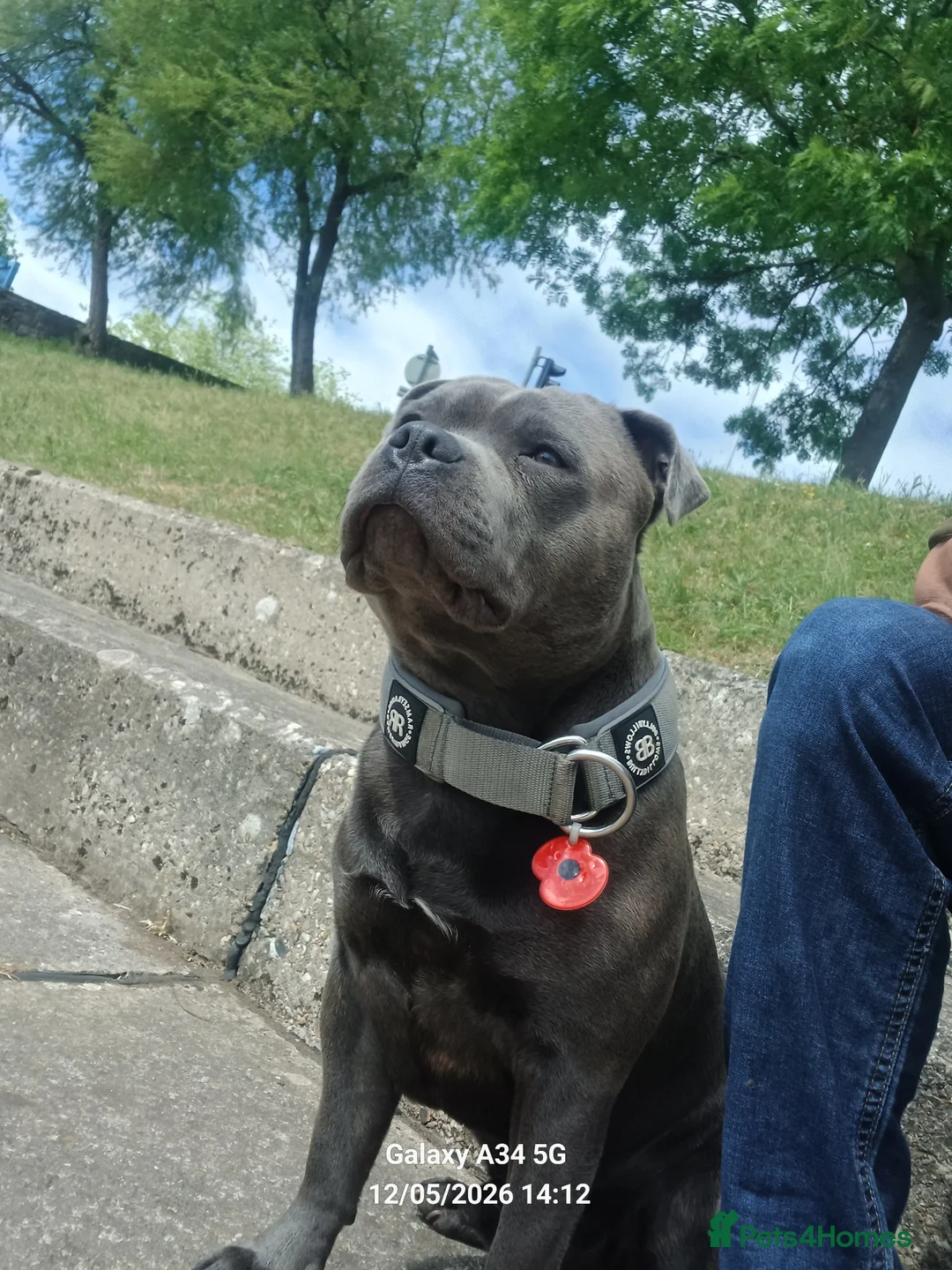 Staffordshire Bull Terrier dogs for stud: Stunning staffy for stud. Fully kc handsome lad - Advert 40