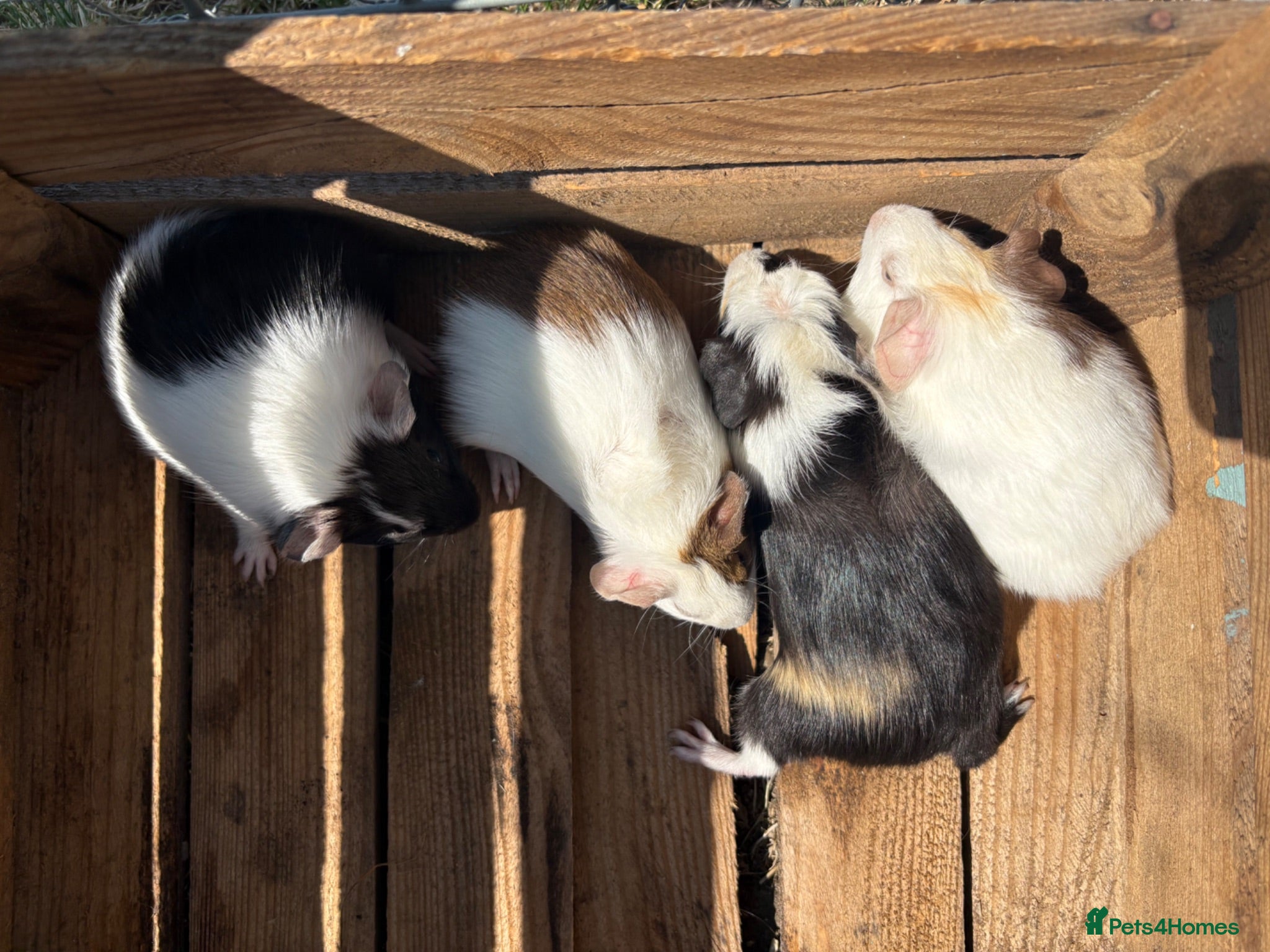 Guinea Pig rodents Female guinea pigs for sale sows  - Advert 12