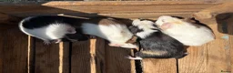 Guinea Pig rodents for sale: Female guinea pigs for sale sows  - Advert 1