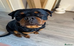 Rottweiler dogs for sale: Rottweiler 10 months old - Image 4