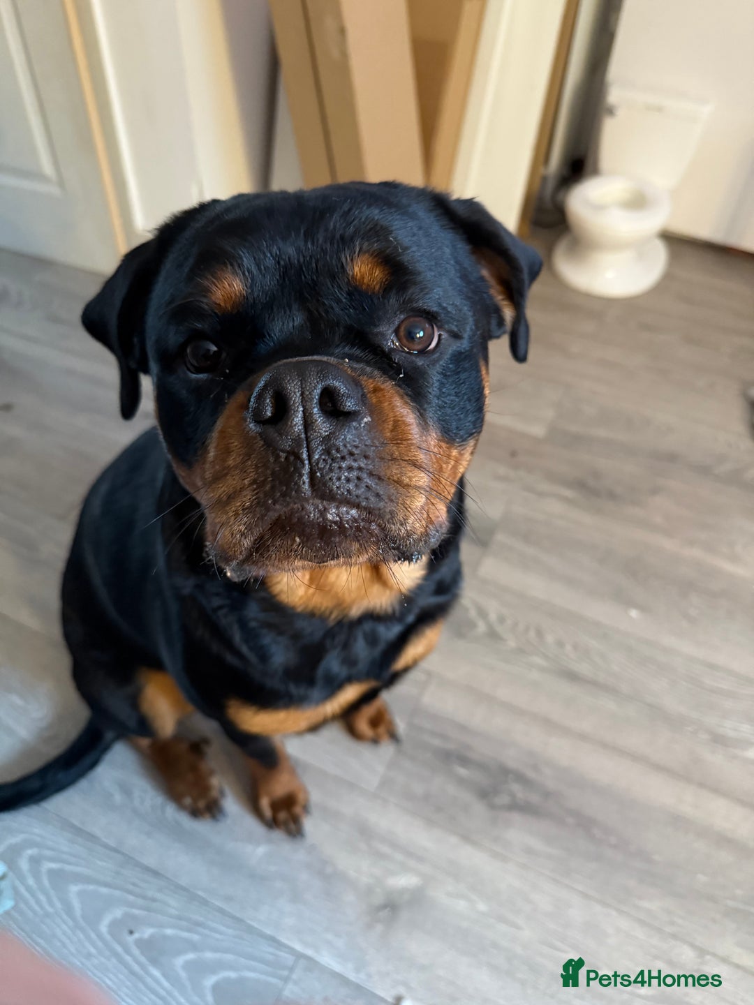 Rottweiler dogs for sale: Rottweiler 10 months old - Image 4