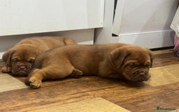 Dogue De Bordeaux dogs for sale: Dogue De Bordeaux Puppies - Image 13