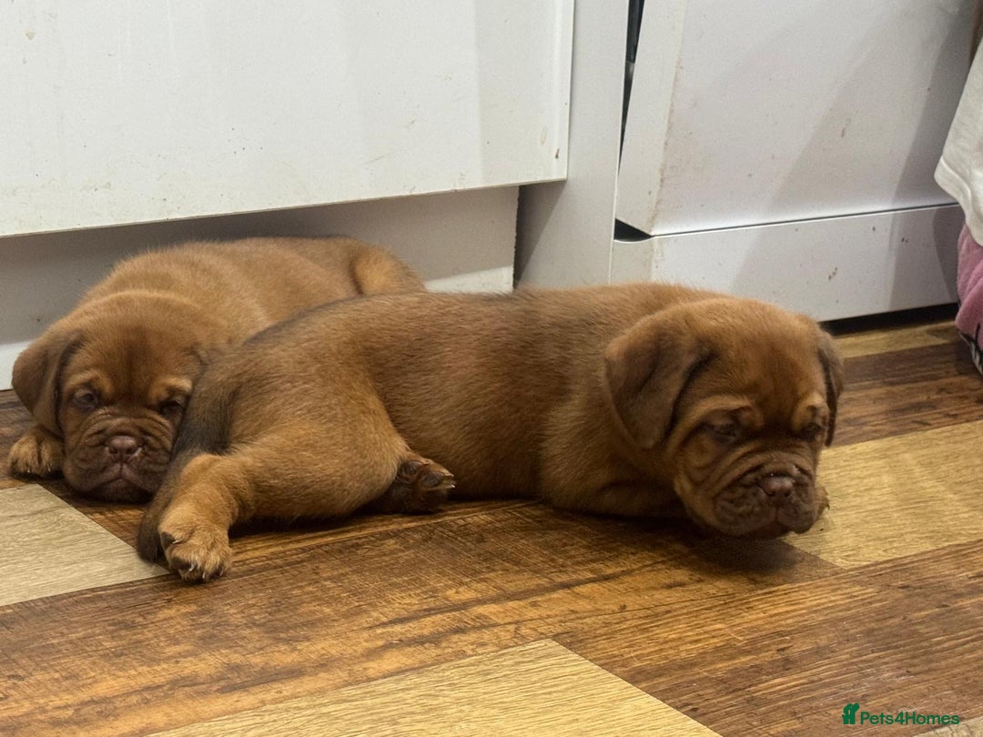 Dogue De Bordeaux dogs for sale: Dogue De Bordeaux Puppies - Image 13