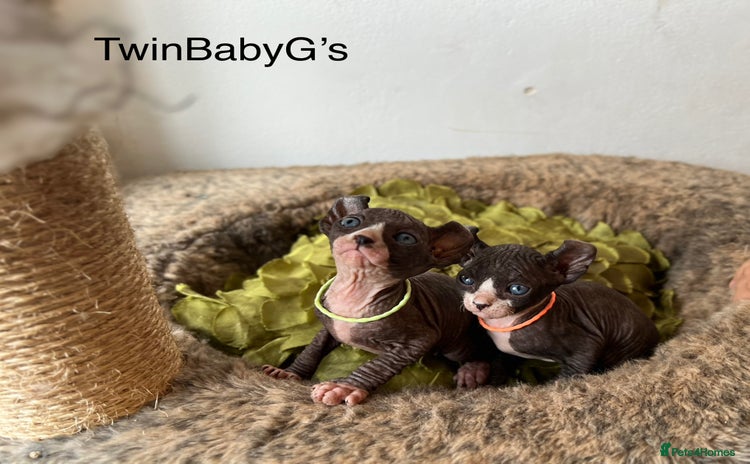 Sphynx cats - Advert 2